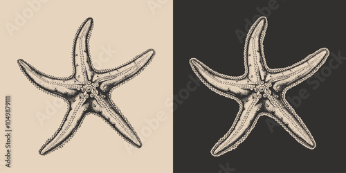 Vintage retro engraving woodcut style sketch draw paint of starfish sea ocean animal illustration