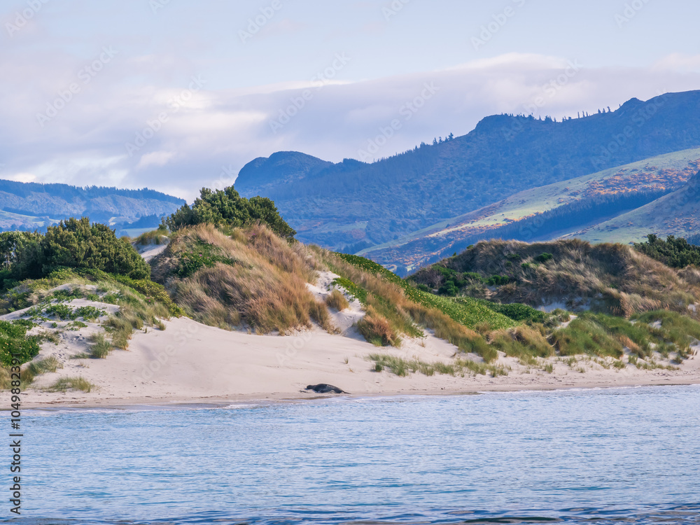 Sea Lion Resting on Beach New Zealand Sea Lion Resting on Beach New Zealand