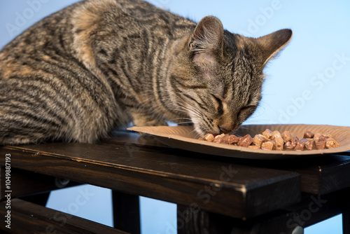 Striped cat eating cat food on a paper plate, set against a light blue backdrop. Healthy pet eating.