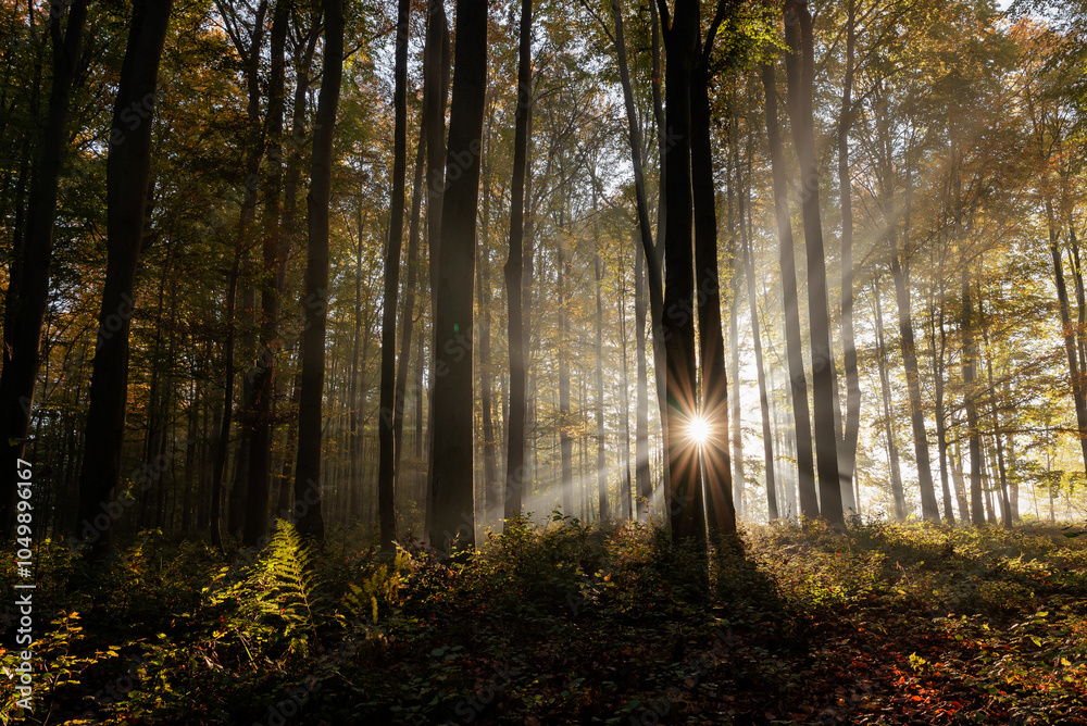 Naklejka premium Jesienny bukowy las o wschodzie słońca, we mgle z promieniami, Czechowice Dziedzice, Polska