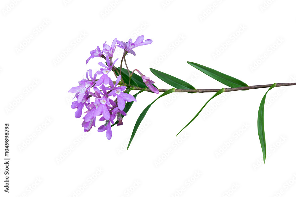 Naklejka premium Purple flower branch isolated
