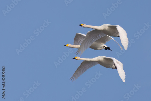Whooper swan