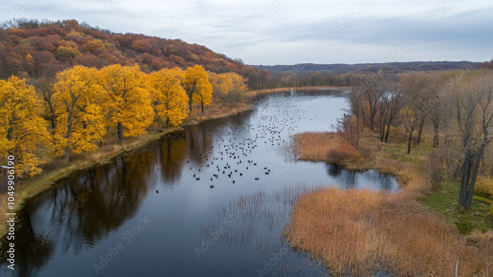 Naklejka premium autumn in the forest