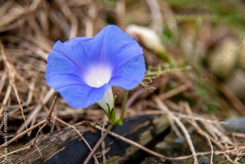 flor, que se abre ao nascer do sol e se fecha ao entardecer, serve como um lembrete diário da beleza de um novo começo.