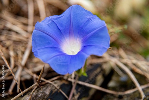 flor, que se abre ao nascer do sol e se fecha ao entardecer, serve como um lembrete diário da beleza de um novo começo.