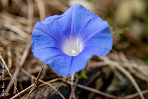 flor, que se abre ao nascer do sol e se fecha ao entardecer, serve como um lembrete diário da beleza de um novo começo.