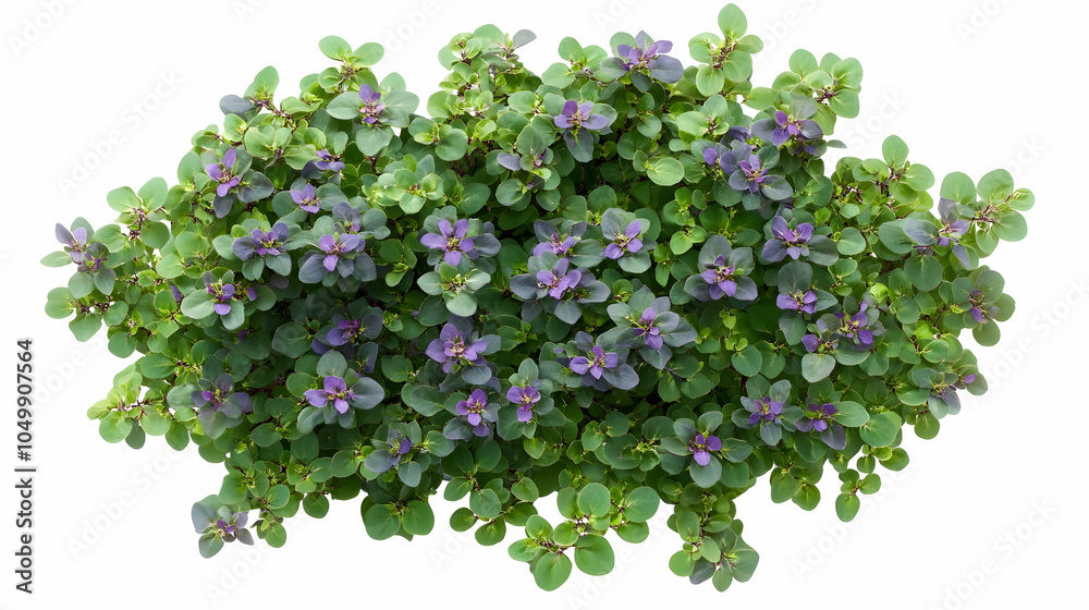 Obraz premium Purple Flowers and Green Leaves Bush Top View, plant, foliage, flora, blossom, blooming