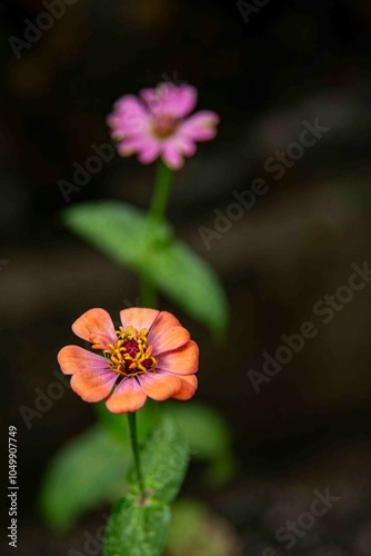 Zinnia (nome botânico), popularmente zínia, viúva-regateira ou benedita, é um género botânico pertencente à família Asteraceae,