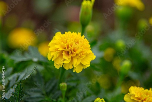 Tagetes erecta, comummente conhecido como rosa-de-oiro(grafia alternativa rosa-de-ouro) é uma planta herbácea, que tanto pode ser anual como perene, pertencente à família das asteráceas.