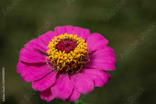 Traduzido do inglês-Zinnia elegans conhecido como juventude e idade, zínia comum ou zínia elegante, é uma planta anual da família Asteraceae.