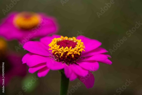 Traduzido do inglês-Zinnia elegans conhecido como juventude e idade, zínia comum ou zínia elegante, é uma planta anual da família Asteraceae.