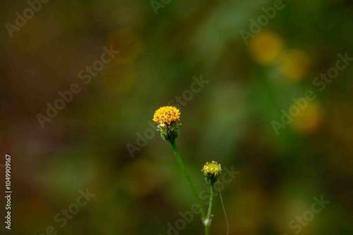 Traduzido do inglês-Bidens bipinnata é uma espécie comum e difundida de planta com flor na família Asteraceae. 