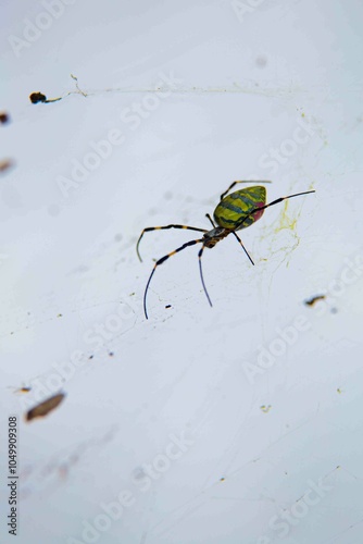 Traduzido do inglês-Trichonephila clavata, também conhecida como aranha Joro, é uma aranha do gênero Trichonephila. Nativo do Leste Asiático, é encontrado em toda a China, Japão, Coreia e Taiwan.