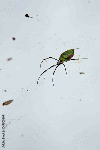 Traduzido do inglês-Trichonephila clavata, também conhecida como aranha Joro, é uma aranha do gênero Trichonephila. Nativo do Leste Asiático, é encontrado em toda a China, Japão, Coreia e Taiwan.