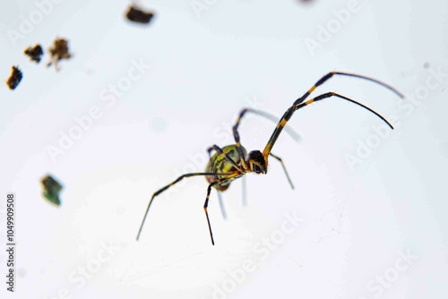 Traduzido do inglês-Trichonephila clavata, também conhecida como aranha Joro, é uma aranha do gênero Trichonephila. Nativo do Leste Asiático, é encontrado em toda a China, Japão, Coreia e Taiwan.