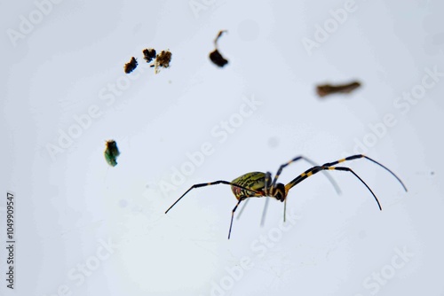 Traduzido do inglês-Trichonephila clavata, também conhecida como aranha Joro, é uma aranha do gênero Trichonephila. Nativo do Leste Asiático, é encontrado em toda a China, Japão, Coreia e Taiwan.