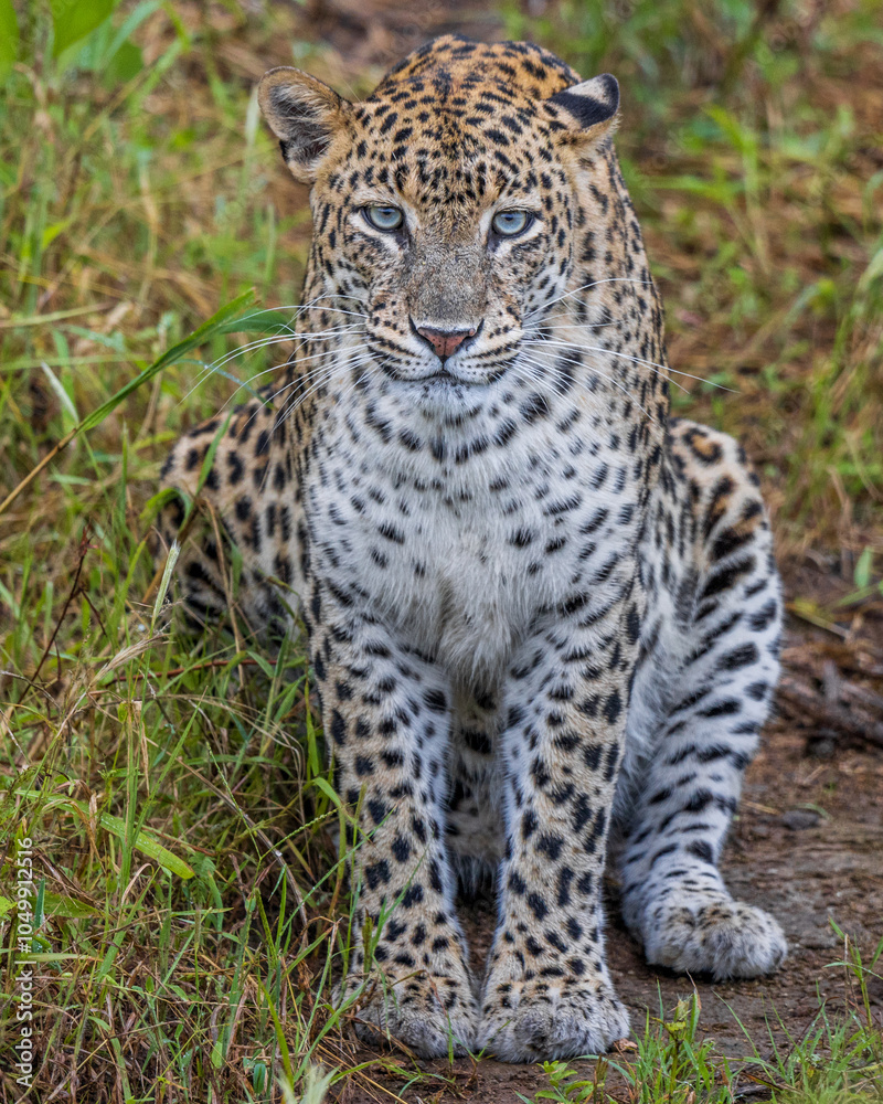 Fototapeta premium LEOPARD at Masaimara Kenya