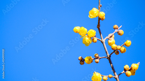 ロウバイの花
 photo