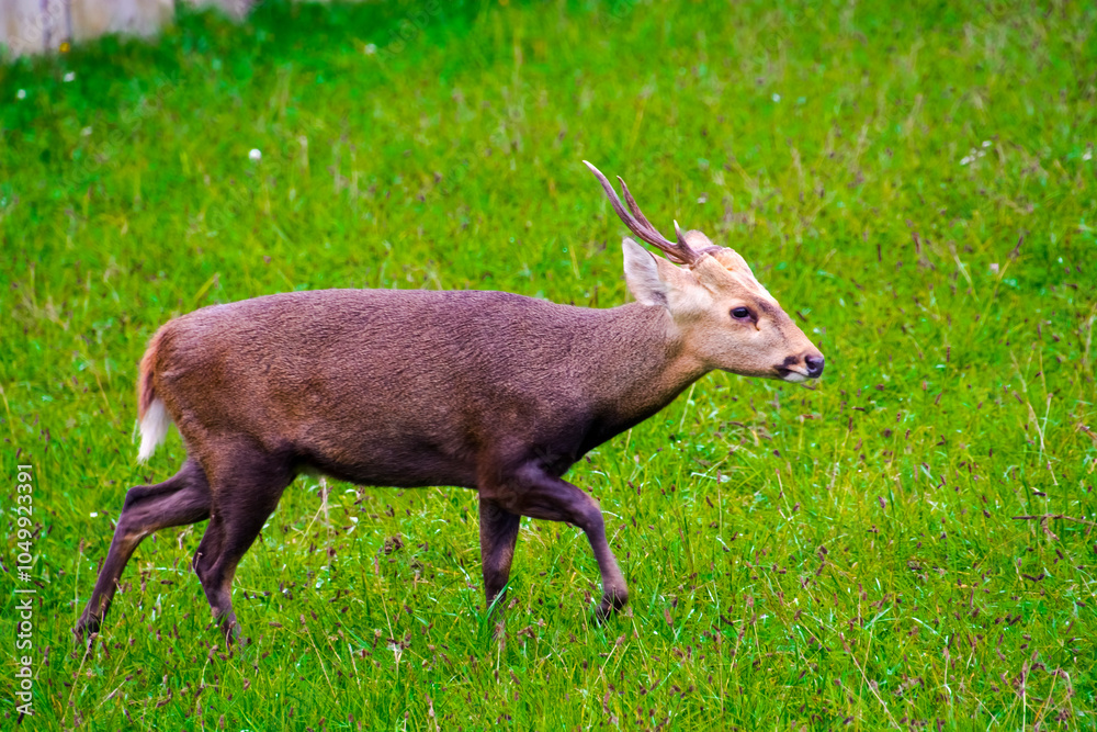 Indian hog deer in the field Indian hog deer in the field