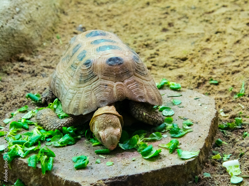 Elongated tortois is eating vegetables photo