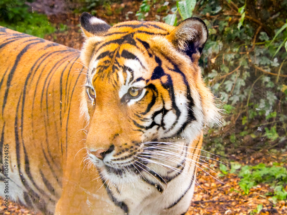 Fototapeta premium Portrait of a Malayan tiger