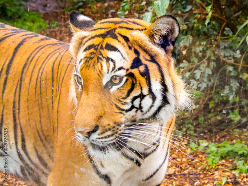 Portrait of a Malayan tiger photo