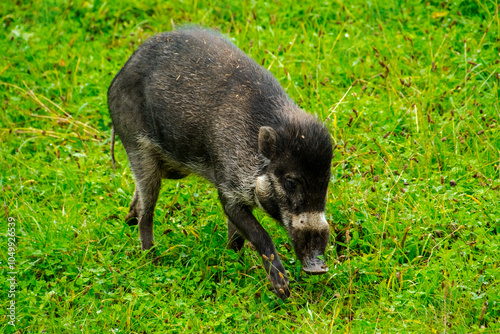 Visayan warty pig in the field photo