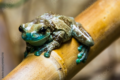 Amazon milk frog on a tree branch photo