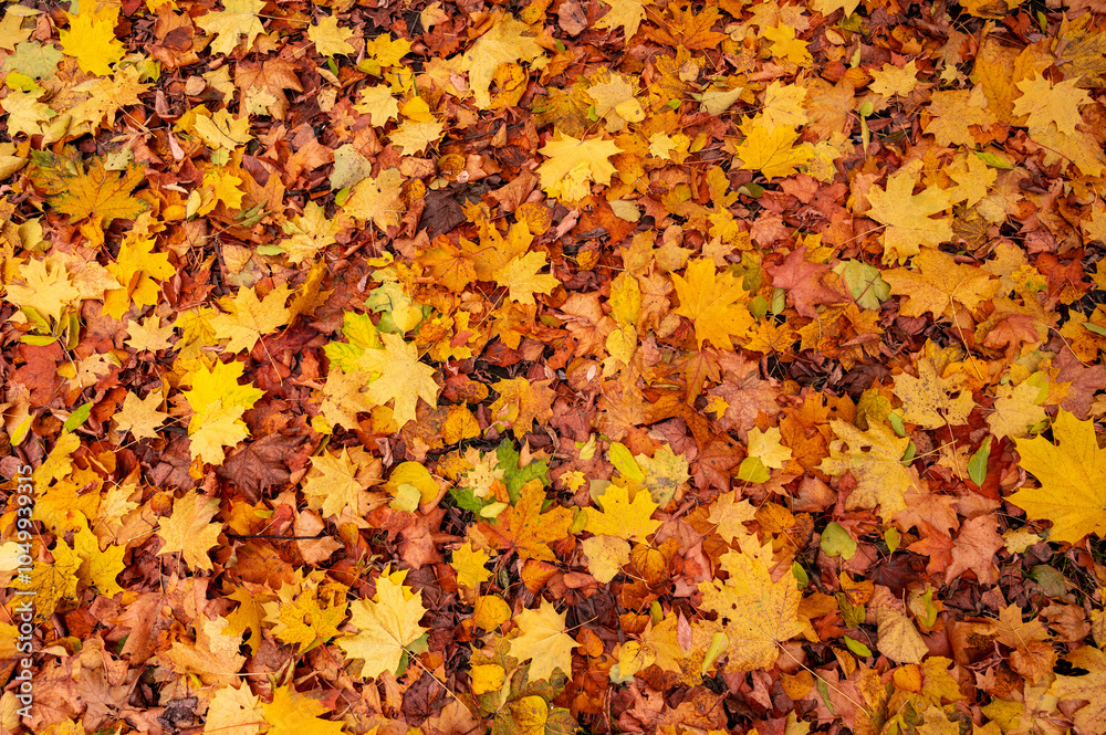 Autumn leaf nature texture. Fall tree maple leaves. Red, yellow and orange color foliage pattern. Top view autumnal backdrop.