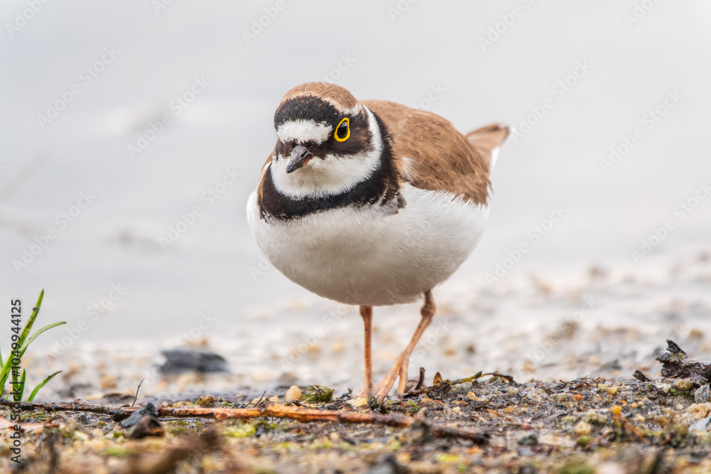 Little ringed plover (Charadrius dubius), bird standing on the lake shore Little ringed plover (Charadrius dubius), bird standing on the lake shore