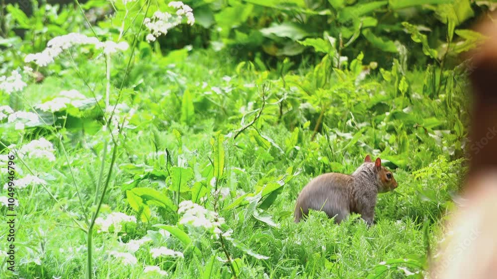 Close-up with a squirrel eating Close-up with a squirrel eating
