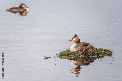 Great Crested Grebe, Podiceps cristatus, water bird sitting on the nest, nesting time on the green lake photo