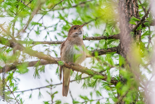 Thrush Nightingale, Luscinia luscinia. A bird sits on a tree branch and sings