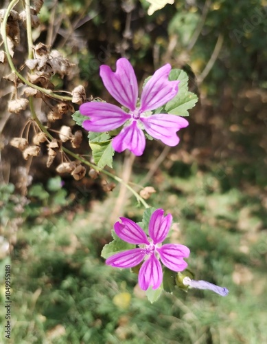 pink flowers in the garden