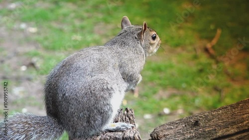 Close-up with a squirrel eating