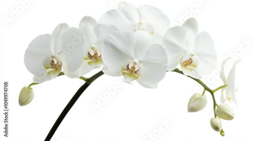 A white orchid flower in a close-up shot, the intricate details of its petals and stem popping against the white background, creating a peaceful and serene atmosphere