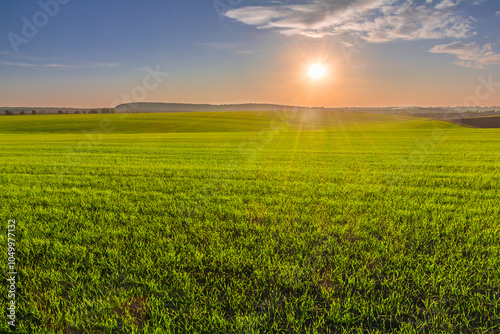 Fotografía Picturesque sunset over a green field of young sprouts of winter wheat