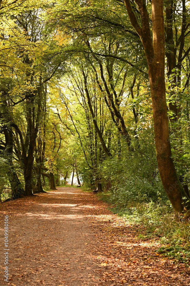 Fototapeta premium autumn in the park