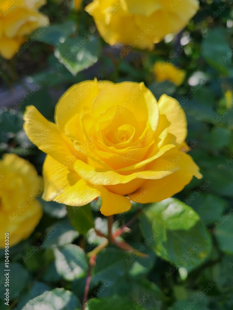 Friesia Rose Rosa Sunsprite flower in bloom Friesia Rose Rosa Sunsprite flower in bloom