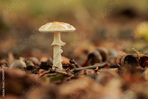Grüner Knollenblätterpilz