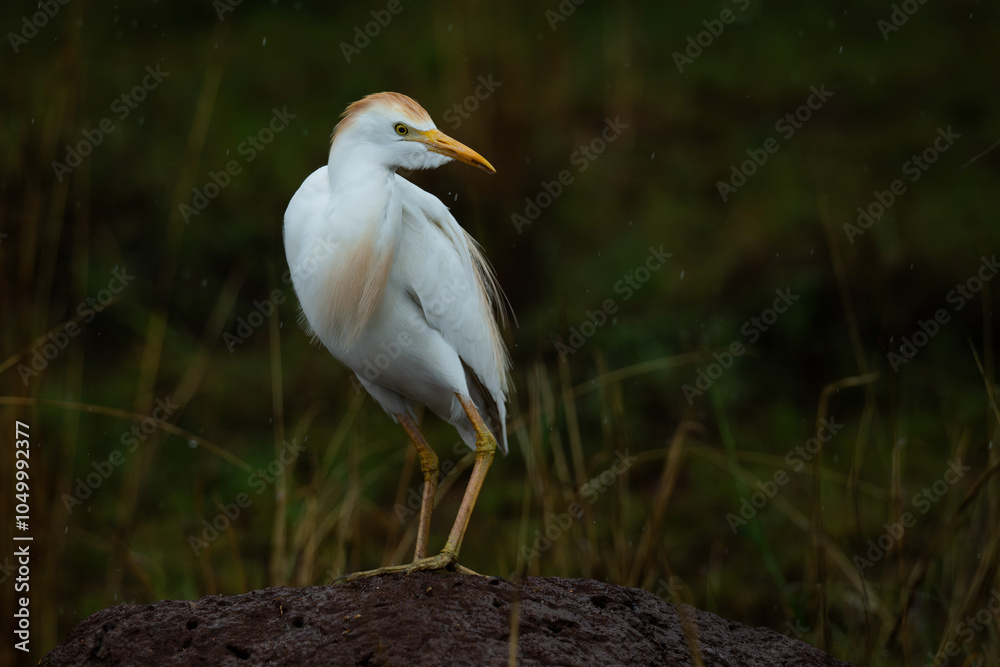 A cattle egret perched on ttermite mound, Rietvlei Nature reserve, South Africa A cattle egret perched on ttermite mound, Rietvlei Nature reserve, South Africa