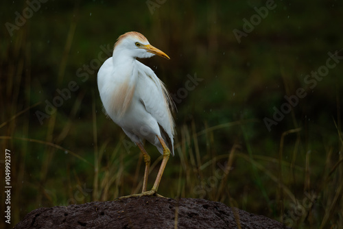 Quadro su tela A cattle egret perched on ttermite mound, Rietvlei Nature reserve, South Africa