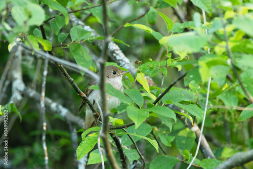 Thrush nightingale perched on a beautiful spring evening in a woodland in Estonia, Northern Europe photo