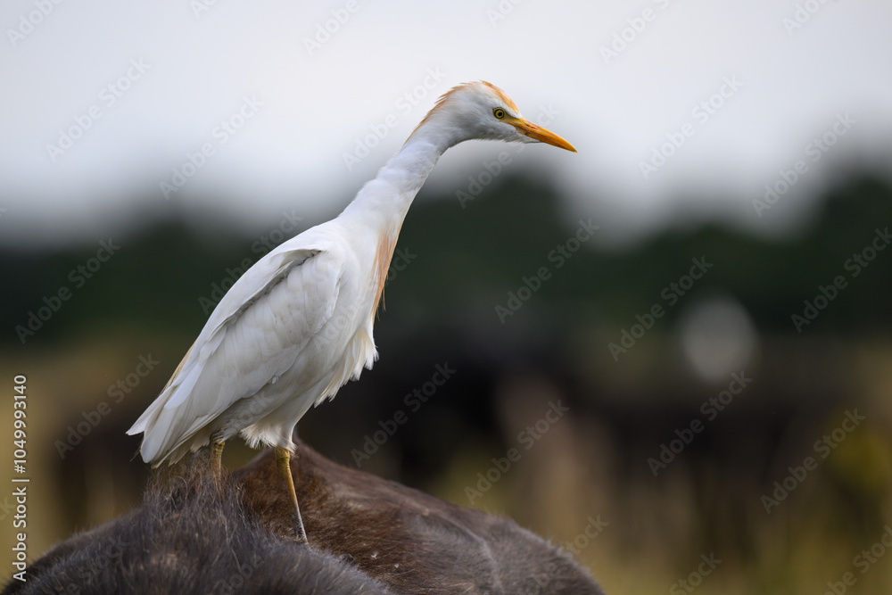 Obraz premium A cattle egret perched on the back of a cape buffalo, Rietvlei Nature reserve, South Africa