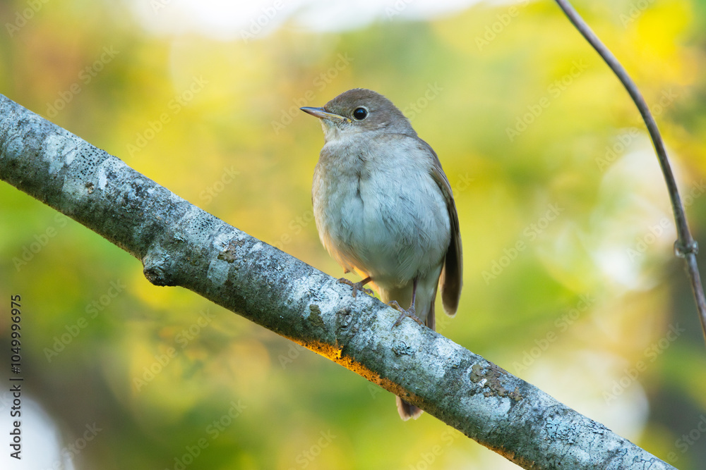Thrush nightingale perched on a beautiful spring evening in a woodland in Estonia, Northern Europe Thrush nightingale perched on a beautiful spring evening in a woodland in Estonia, Northern Europe