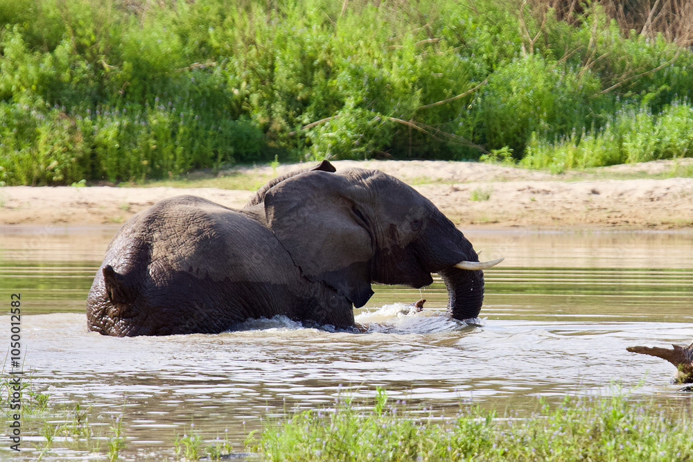Elephant at Selous game reserve, Tanzania Elephant at Selous game reserve, Tanzania