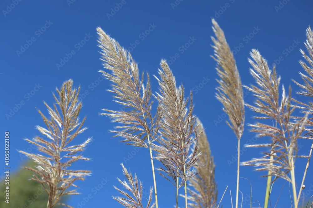 flowers of Saccharum spontaneum plant flowers of Saccharum spontaneum plant