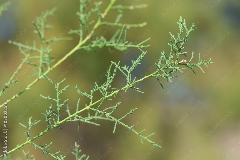 branch of Tamarix canariensis which is a species of flowering plant in the family Tamaricaceae branch of Tamarix canariensis which is a species of flowering plant in the family Tamaricaceae