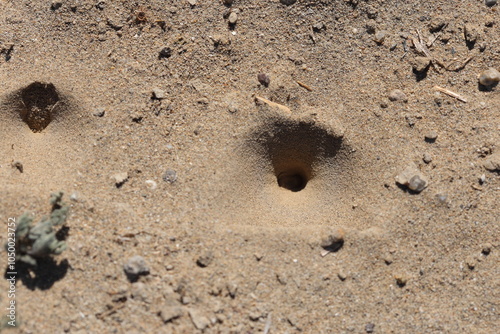 Vászonkép antlion death cone trap in nature