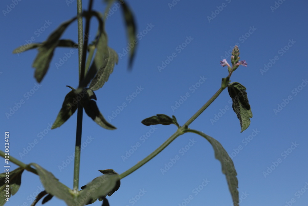 verbena officinalis plant in summer. It is also known as verbena verbena officinalis plant in summer. It is also known as verbena